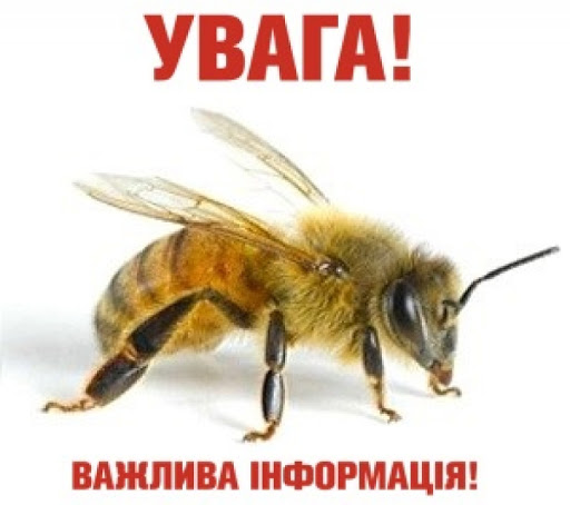 Фотографія
