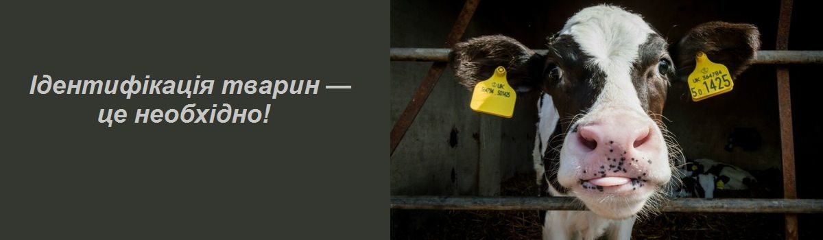 Фотографія