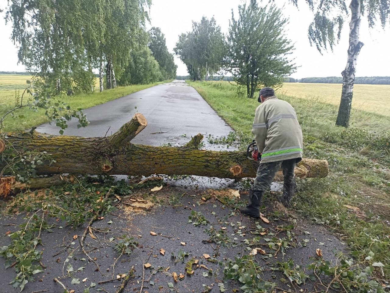 Фотографія працівник обрізає дерево, що впало внаслідок буревію та перегородило трасу