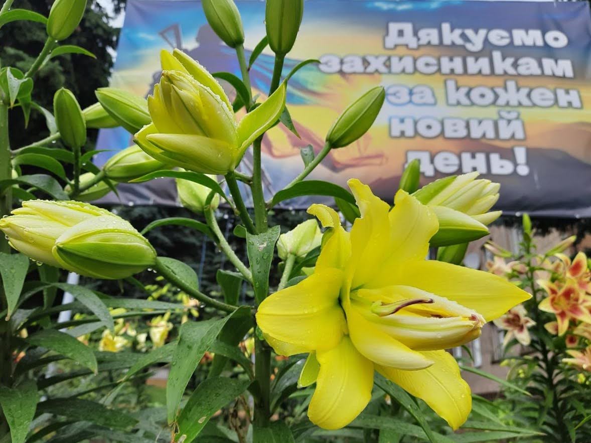 Фотографія лілії на фоні плакату