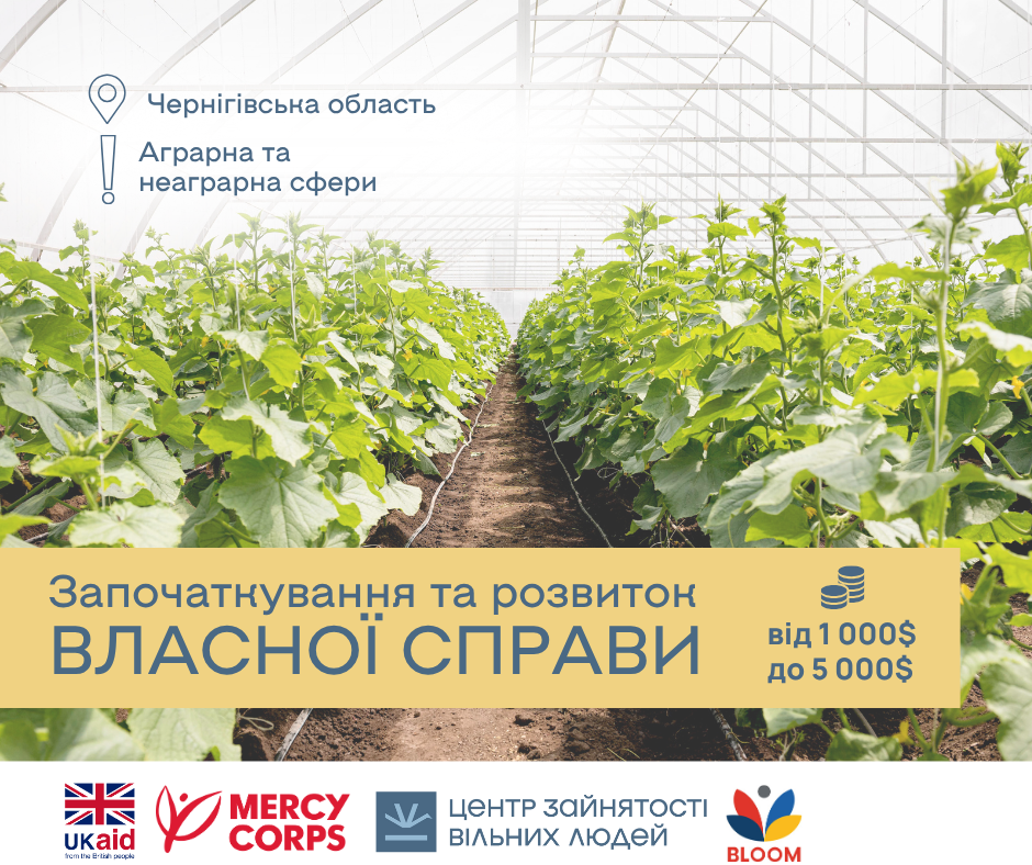 Фотографія огірки в  теплиці